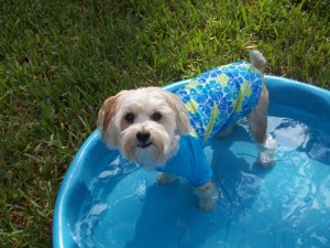 waterspelletjes hond