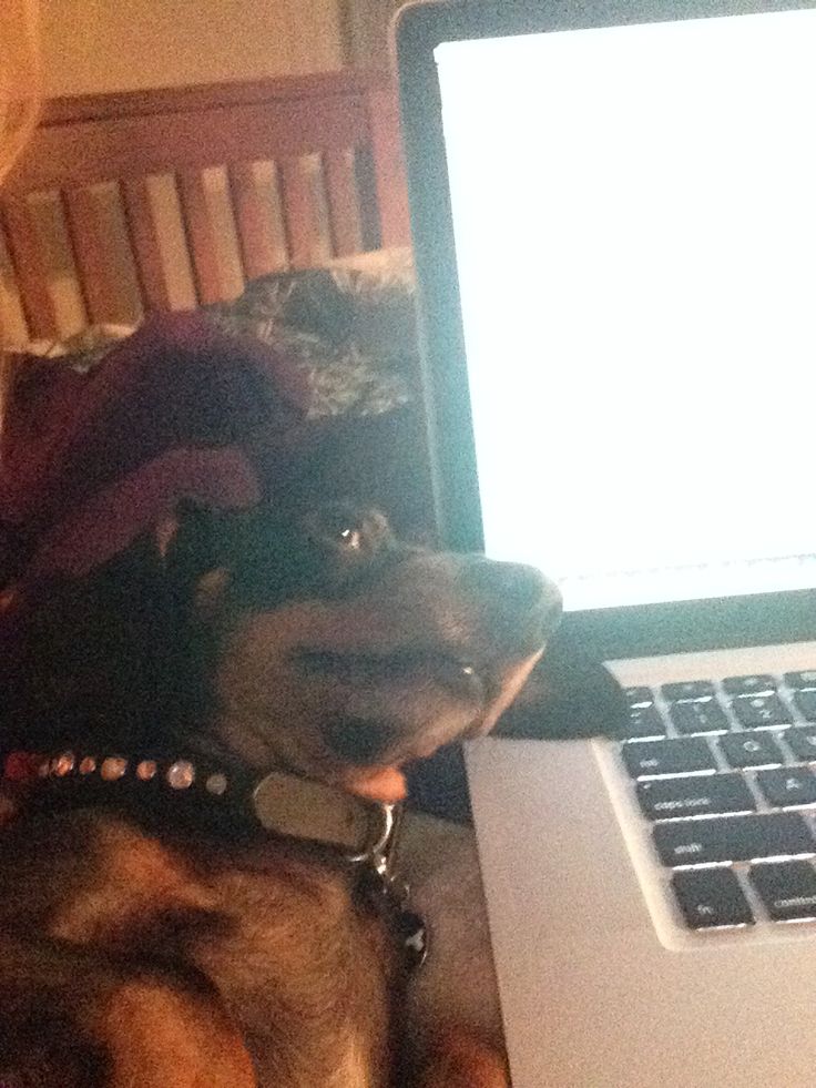 hond laptop
