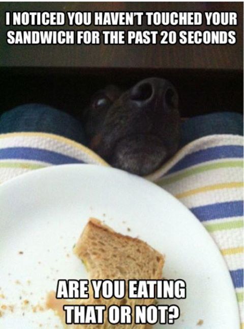 hond bedelen voor eten