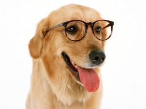 feiten en fabels over honden