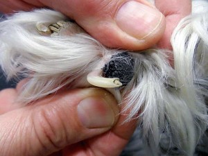 nagels knippen hond